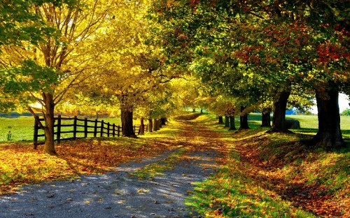 Image green and yellow trees on gray concrete pathway