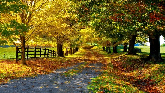 Image green and yellow trees on gray concrete pathway