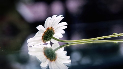 Image white daisy in bloom during daytime