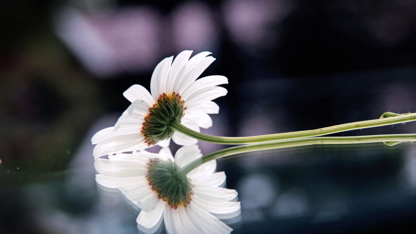 white daisy in bloom during daytime