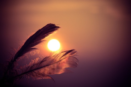 Image brown feather with sun rays