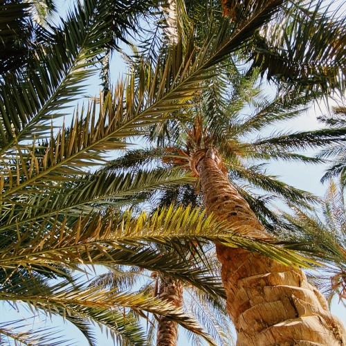 Image Date palm, Plants, Babassu, coconut, tree