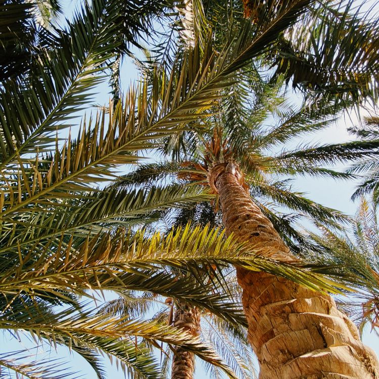 Dattelpalme, Pflanzen, Babassu, Kokosnuss, Baum. Wallpaper in 1241x1241 Resolution