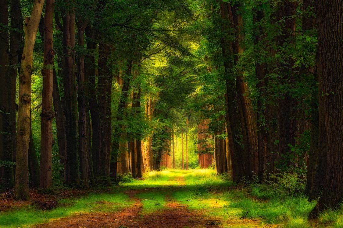 Arbres Verts Sur Terrain D'herbe Verte Pendant la Journée. Wallpaper in 1920x1280 Resolution