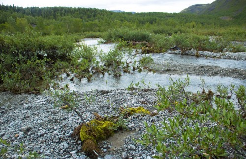 Image green grass on river during daytime