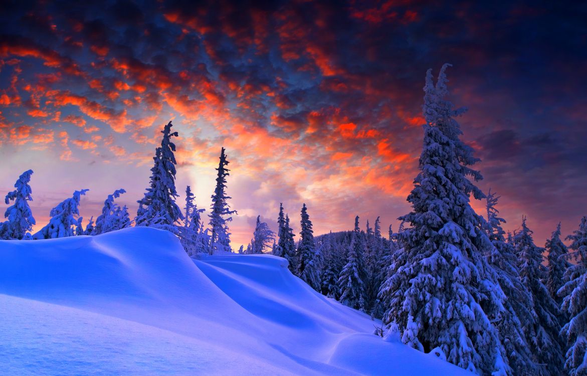 Snow Covered Pine Trees on Desert Under Cloudy Sky During Daytime. Wallpaper in 7776x4980 Resolution