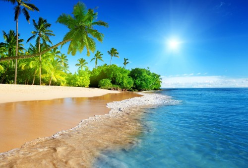 Image green palm trees on beach during daytime