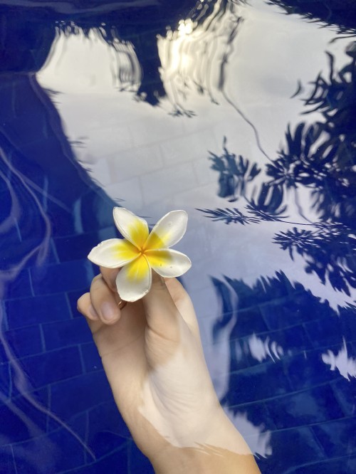 Image flower, majorelle blue, petal, frangipani, flowering plant