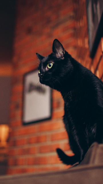 黑色的猫壁纸iphone 6 6s 7 8 黑色的猫高清图片 750x1334 免费下载图片