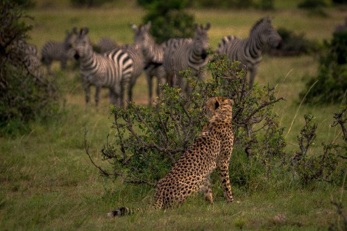 Image zebra on green grass field during daytime