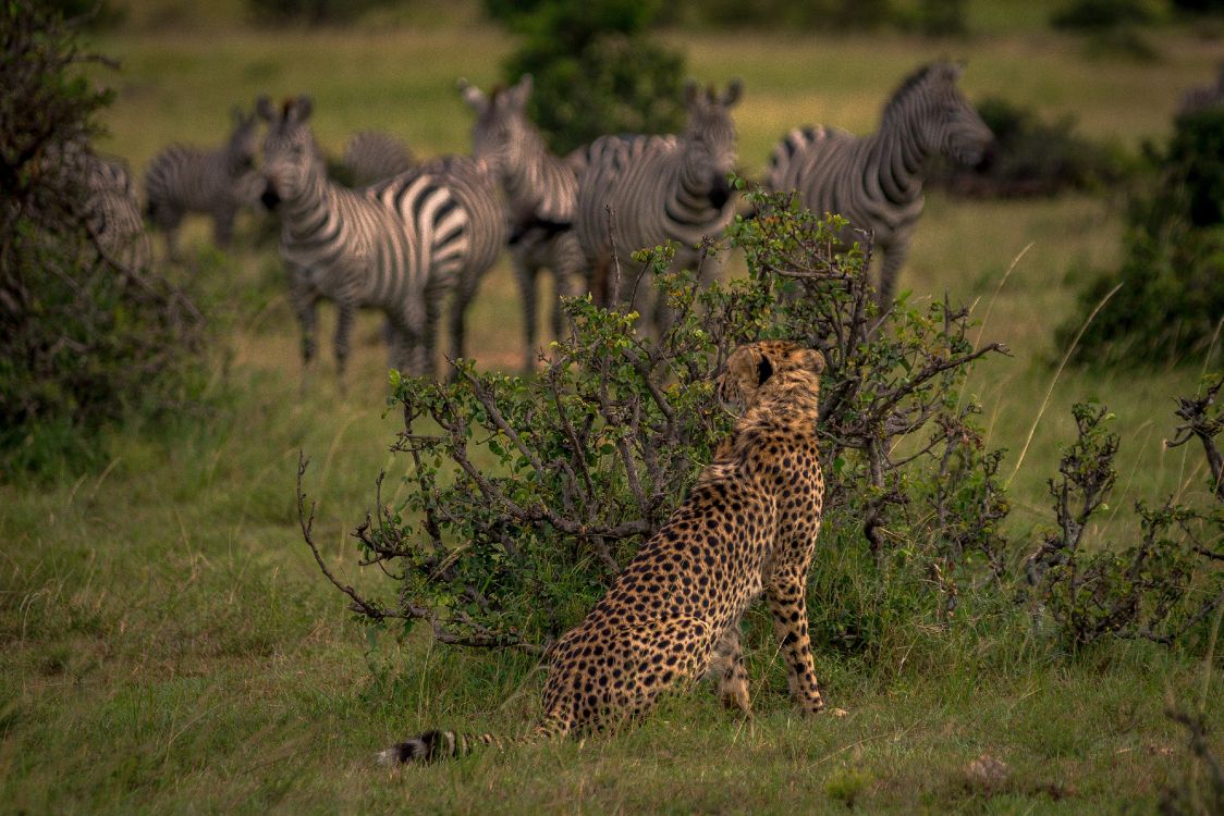 zebra on green grass field during daytime