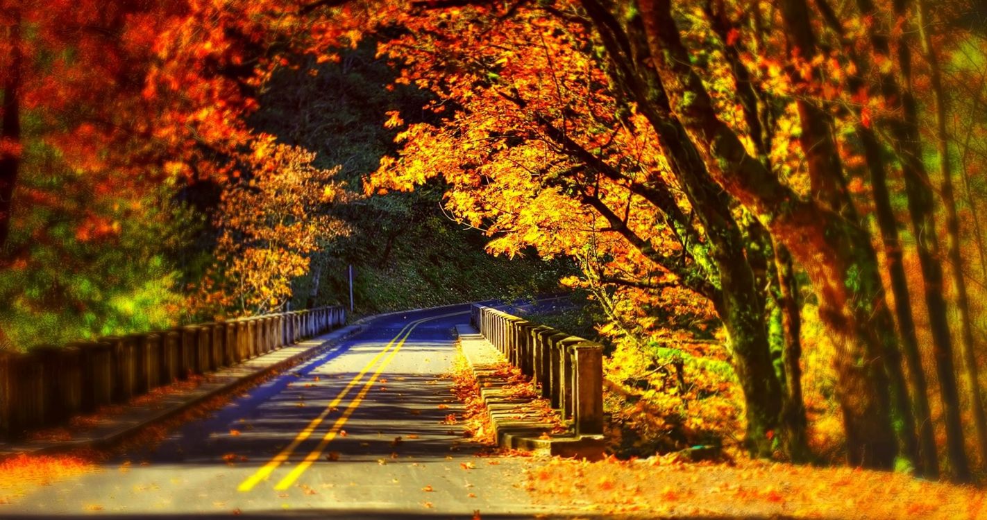 性质, 落叶, 阳光, 舞台布景, 路径 壁纸 4096x2160 允许