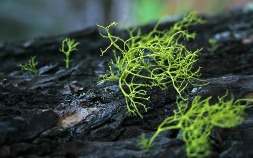 Image green plant on black rock