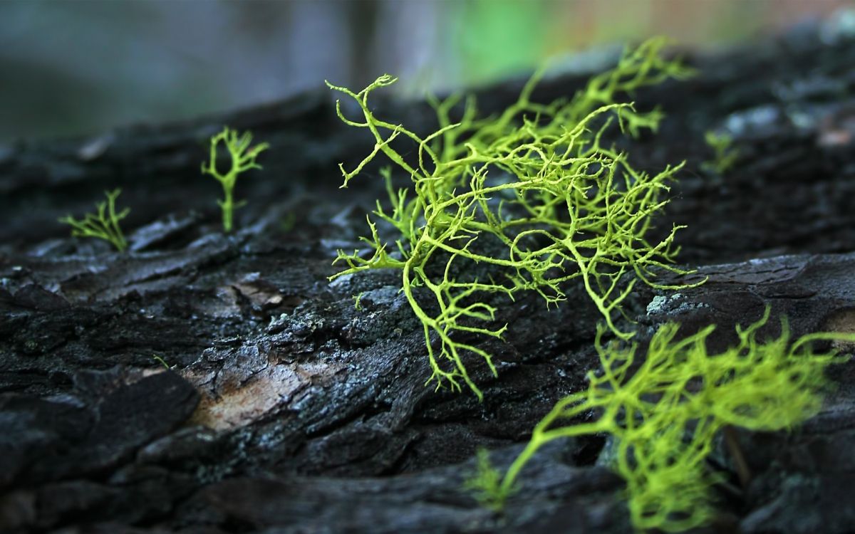 green plant on black rock