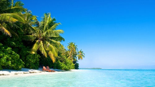 Image green palm tree near body of water during daytime