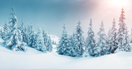 Image snow covered pine trees during daytime