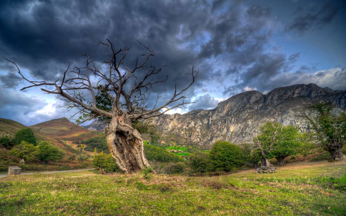 Árbol Sin Hojas en el Campo de Hierba Verde Cerca de la Montaña Rocosa Bajo el Cielo Nublado Gris. Wallpaper in 2560x1600 Resolution
