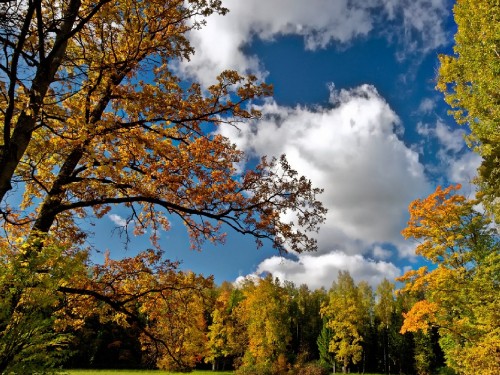 Image green and yellow trees under blue sky and white clouds during daytime