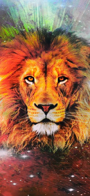 Lion de la Galaxie, Lion, Felidae, East African Lion, Carnivores. Wallpaper in 1080x2340 Resolution