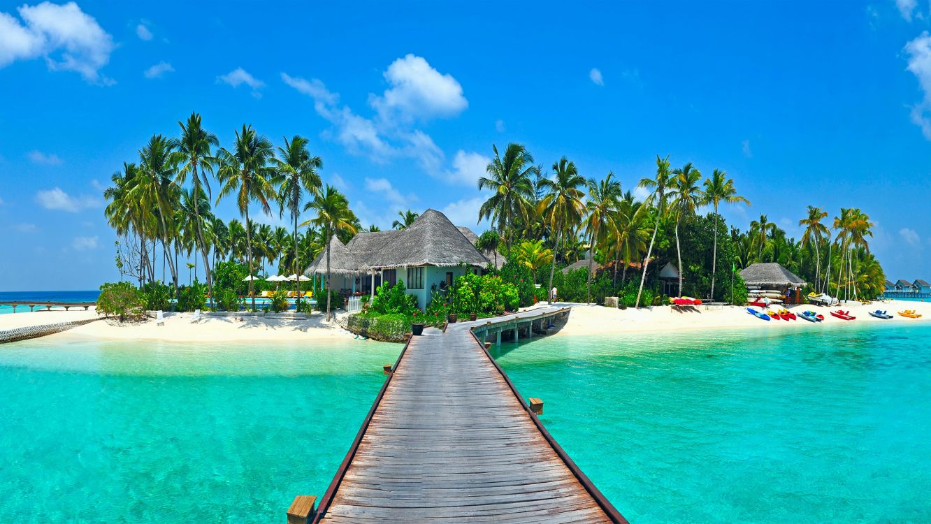 brown wooden dock near green palm trees during daytime