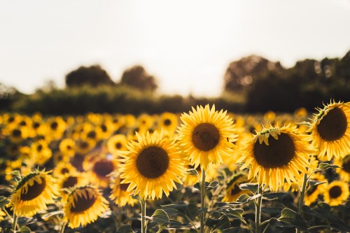 Image yellow sunflower field during daytime