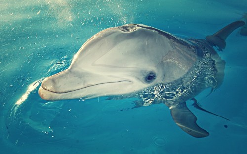 Image grey dolphin in blue water