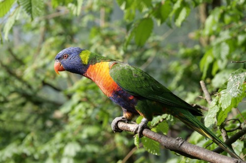 Image green yellow and red bird on brown tree branch during daytime