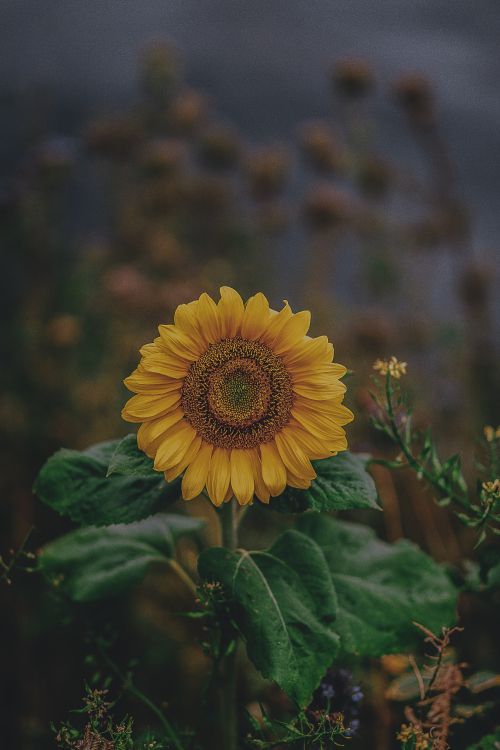 Yellow Sunflower in Tilt Shift Lens. Wallpaper in 3648x5472 Resolution