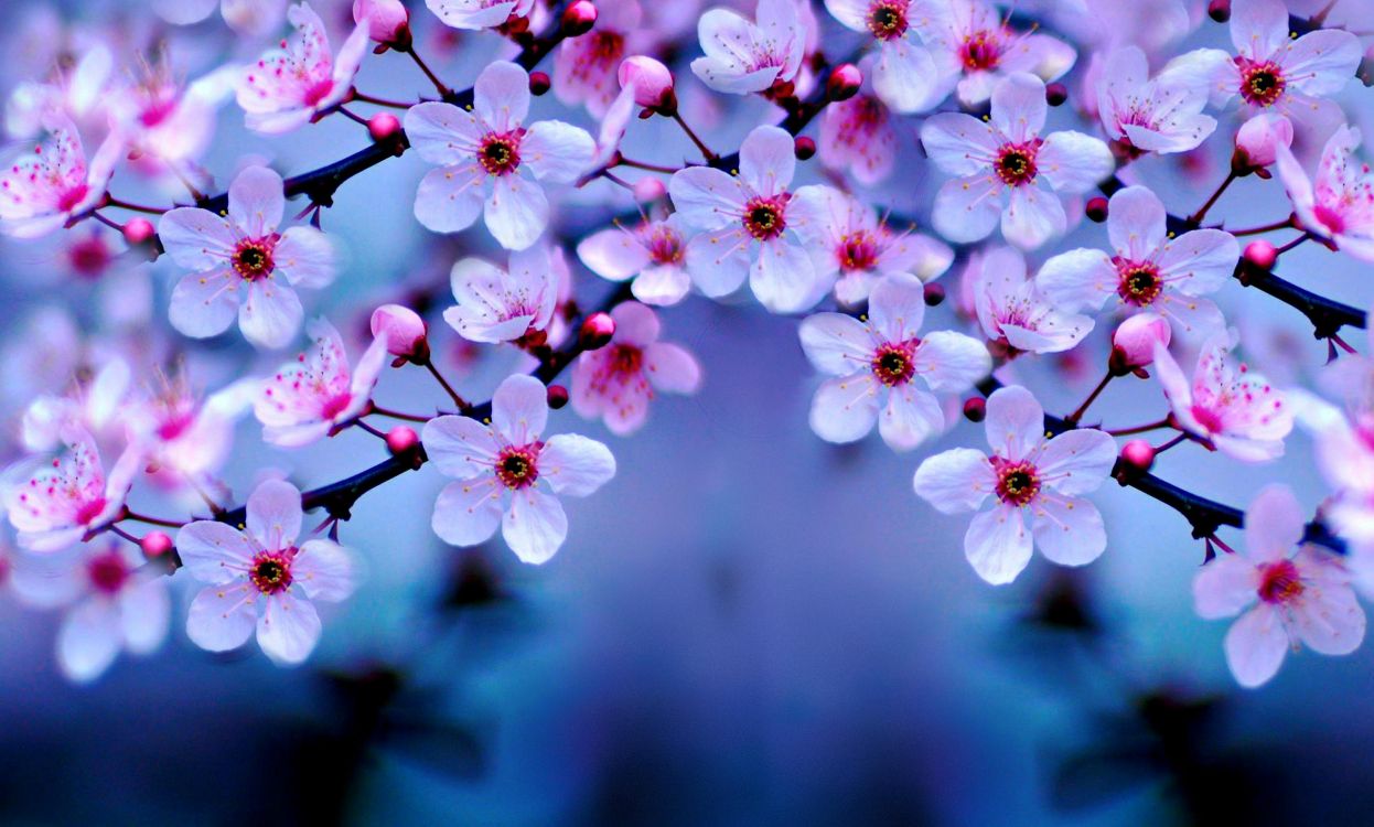 White and Pink Cherry Blossom in Close up Photography. Wallpaper in 3000x1805 Resolution