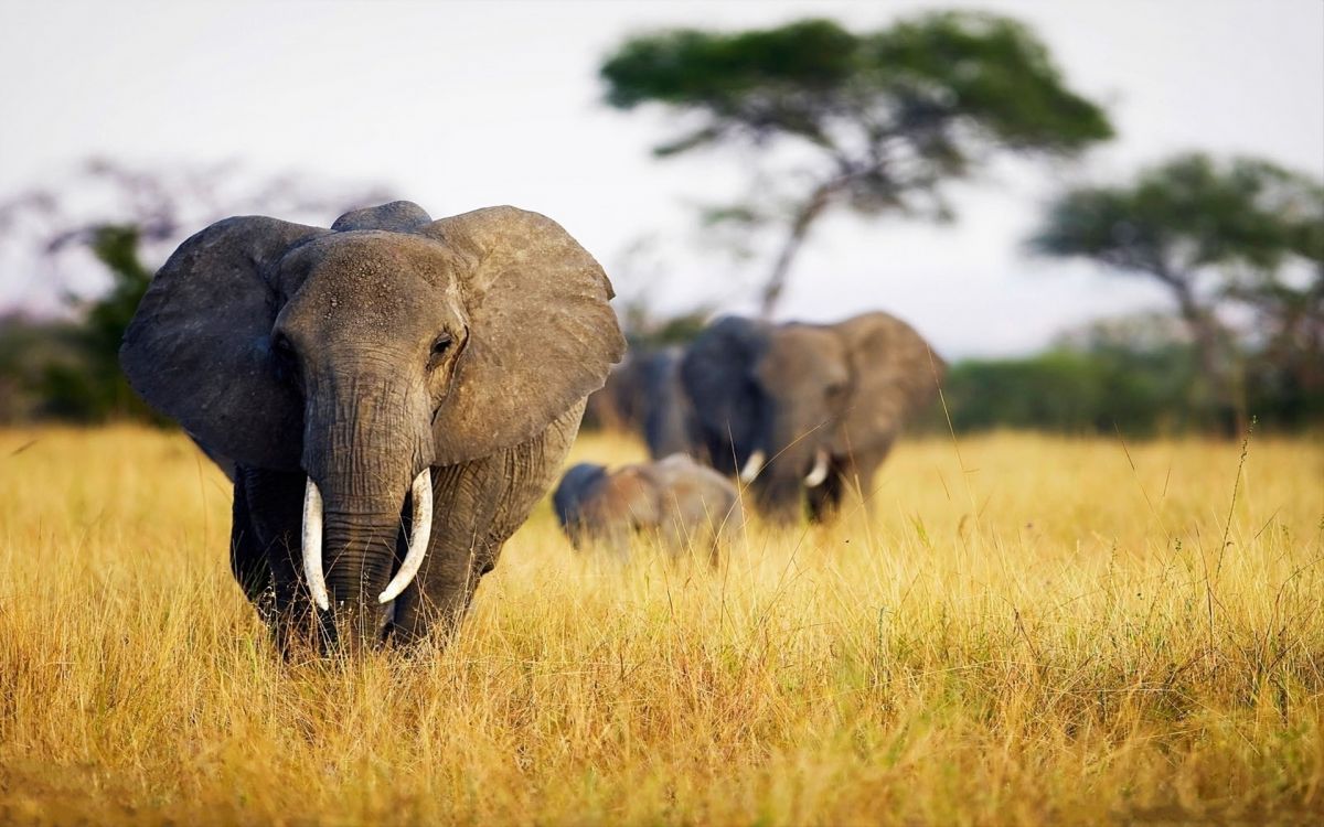 gray elephant on brown grass field during daytime