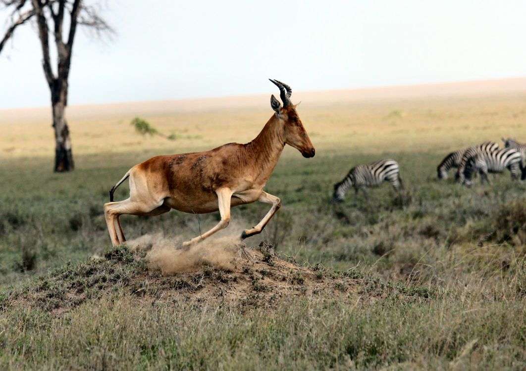 animals on the savannah, antelope, impala, Moose, wildlife