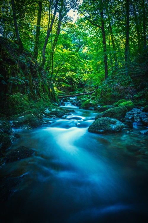 Image nature, tree, branch, water, plant