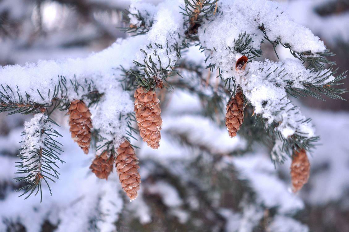 brown leaves covered with snow