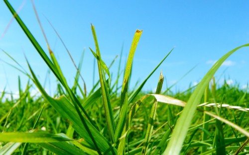 Image green wheat field during daytime