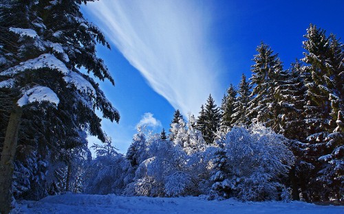 Image snow covered trees under blue sky during daytime