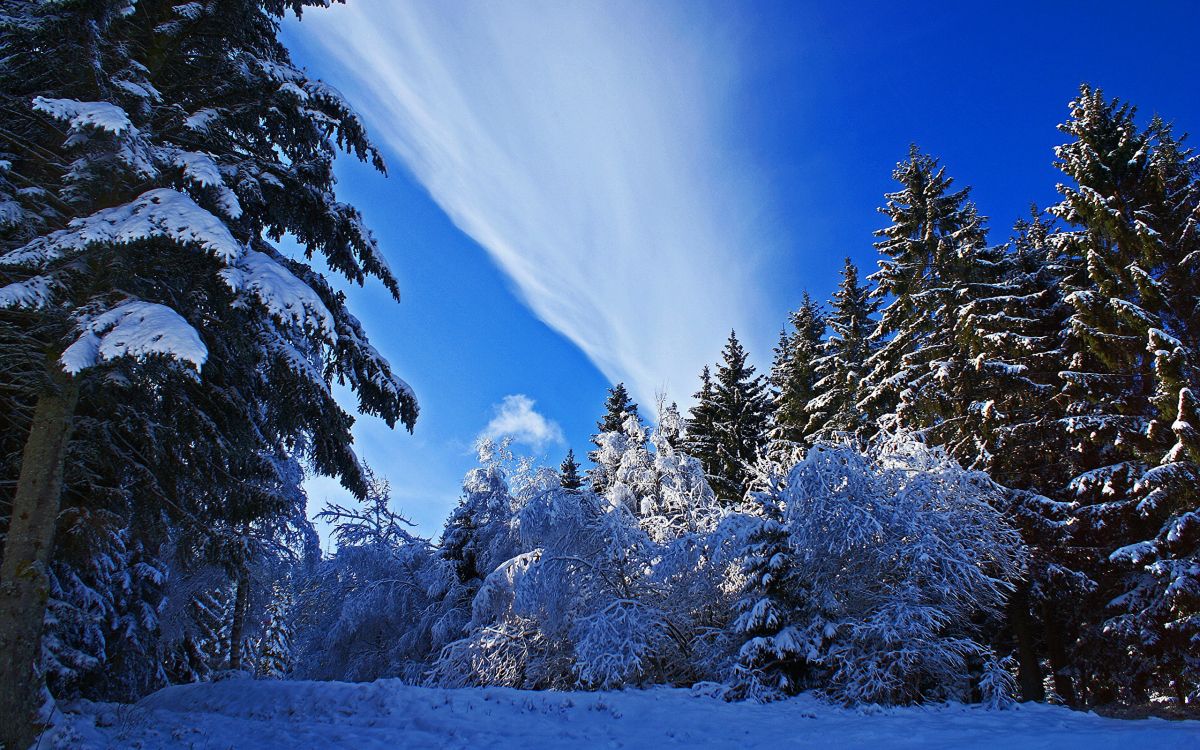 snow covered trees under blue sky during daytime