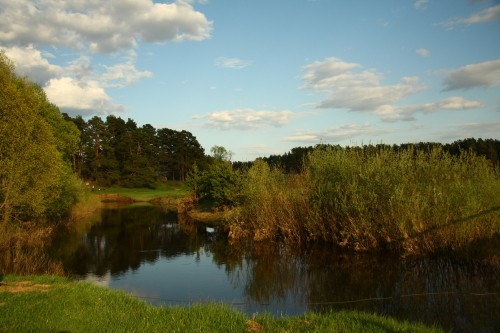 Image green trees beside river under cloudy sky during daytime