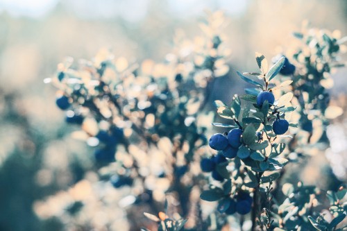 Image blue flower buds in tilt shift lens