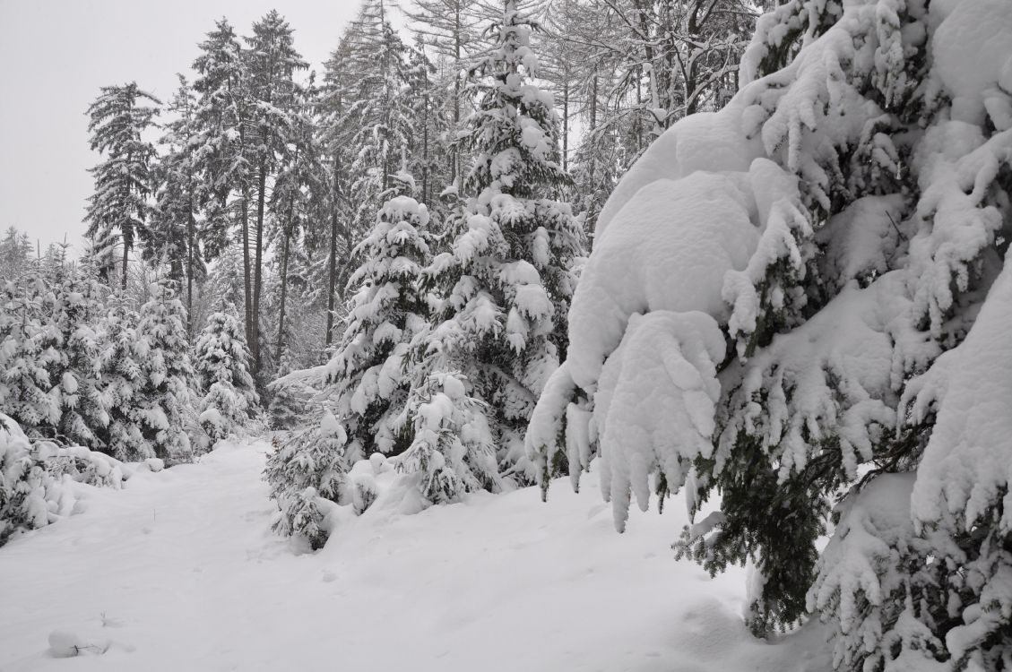 Schneebedeckte Bäume Tagsüber. Wallpaper in 3613x2400 Resolution