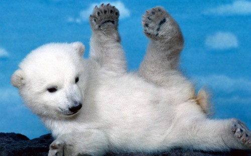 Image polar bear on water during daytime