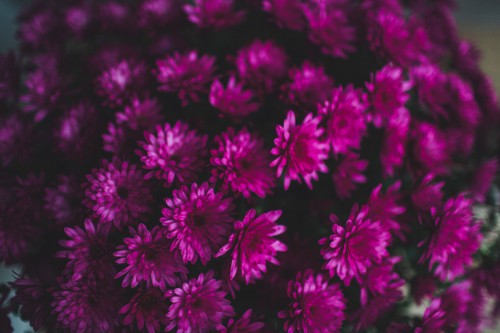 Image pink flowers in macro lens