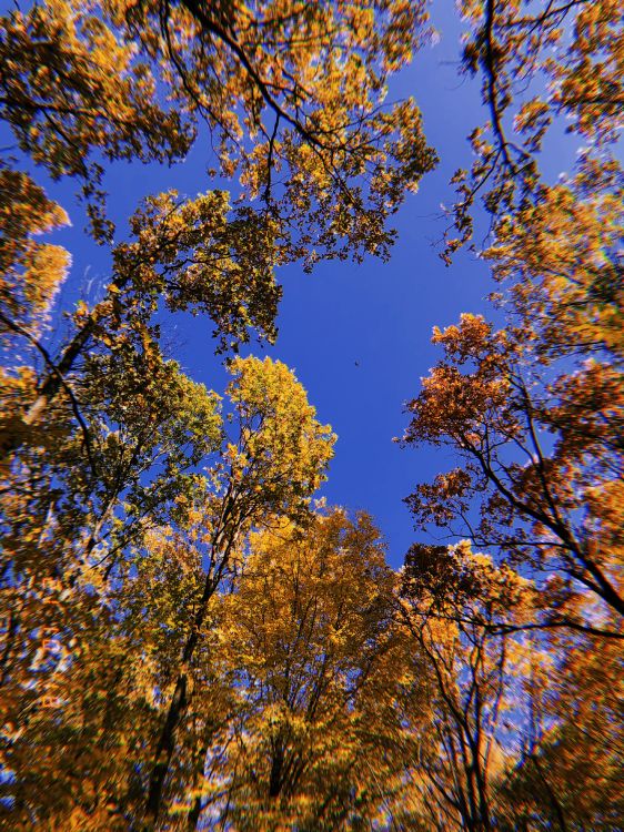 Branch, Natur, Gelb, Zweig, Laub. Wallpaper in 3024x4032 Resolution