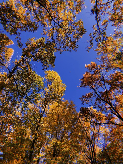 Image branch, nature, yellow, twig, deciduous