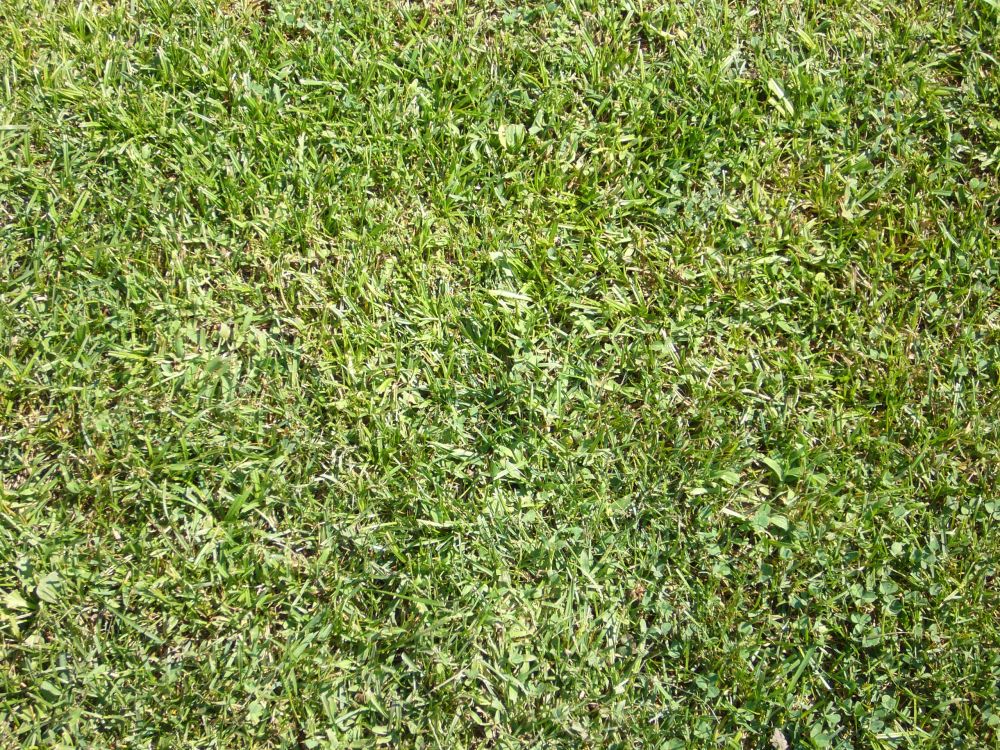 Champ D'herbe Verte Pendant la Journée. Wallpaper in 2560x1920 Resolution