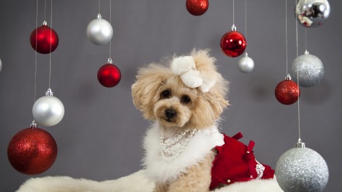 Image white poodle with red and white santa hat