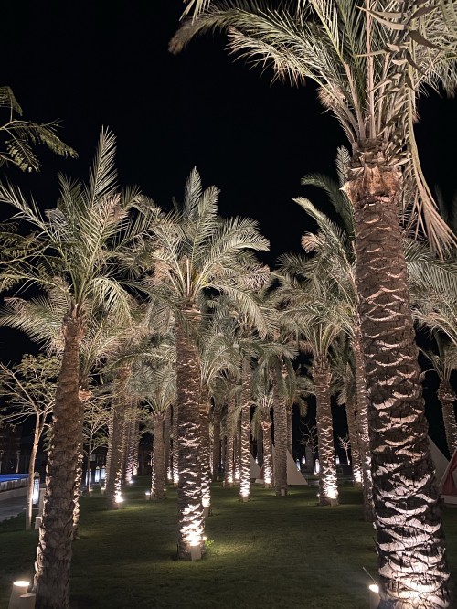 Image palm trees, Date palm, landscape lighting, woody plant, plant