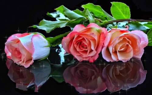 Image pink rose on water during daytime