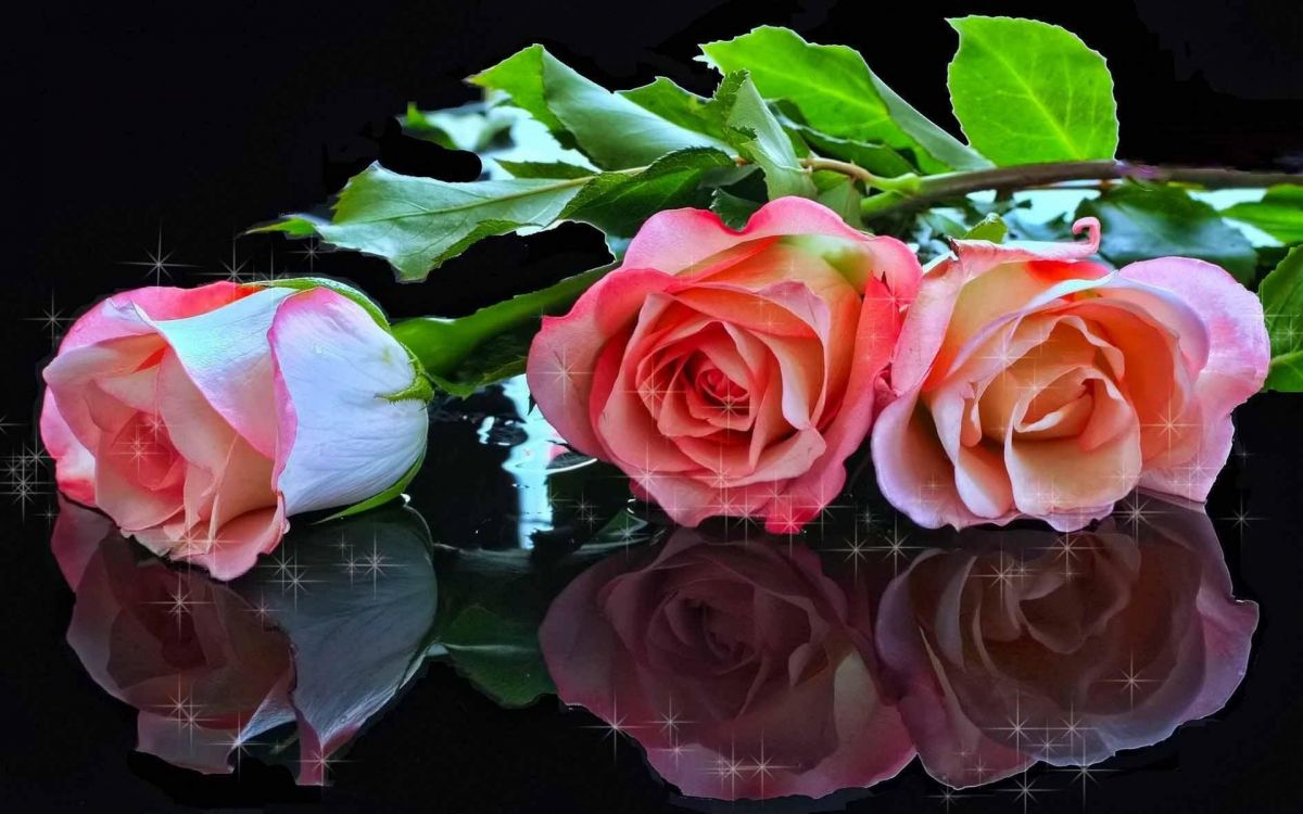 pink rose on water during daytime