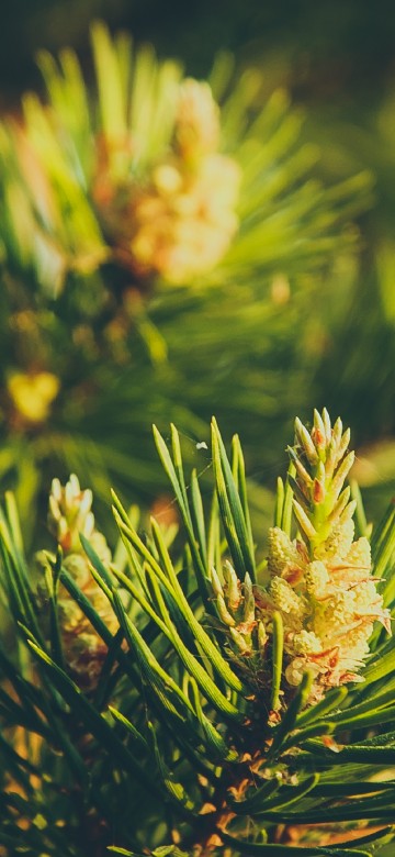 Image yellow flower in tilt shift lens