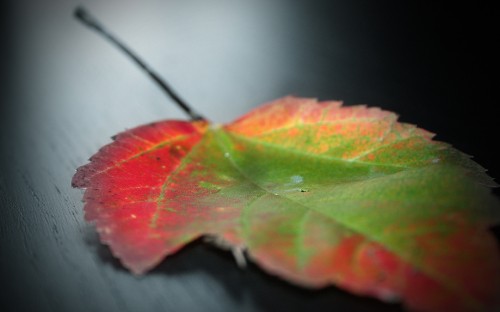 Image red and green leaf in close up photography